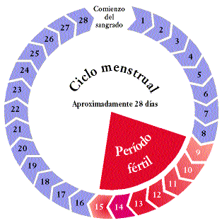 Ciclo menstrual