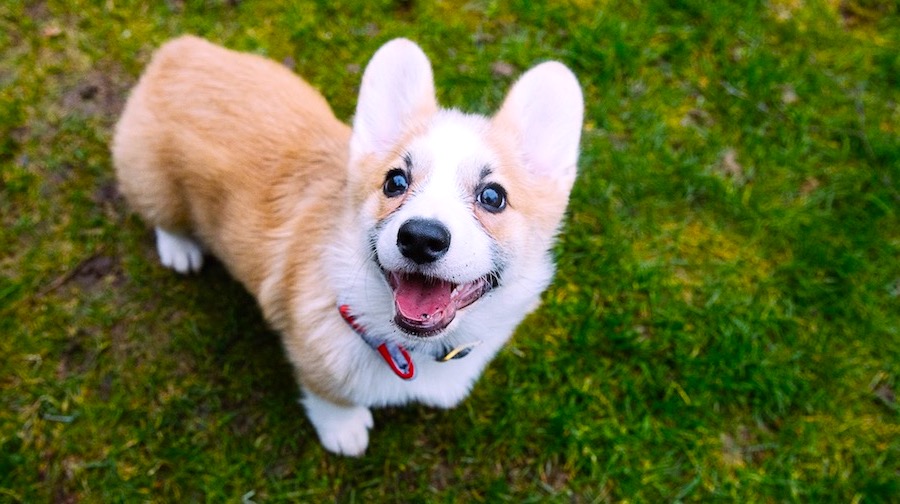 Cachorro de corgi