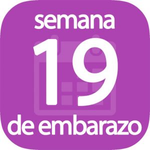 Semana 19 de embarazo