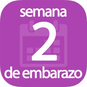 Semana 2 de embarazo