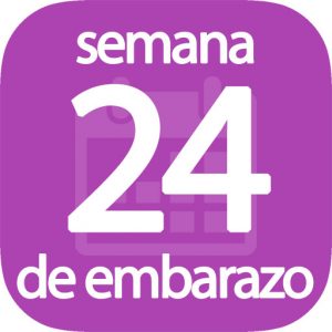 Semana 24 de embarazo