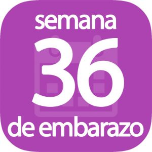 Semana 36 de embarazo