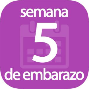 Semana 5 de embarazo